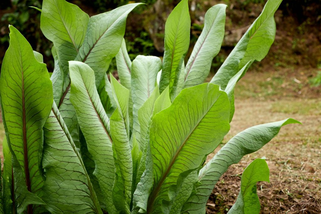 Understanding the Role of the Central Bank of Papua New Guinea in Shaping the Lending Landscape - Empresas de empréstimo na Papua Nova Guiné