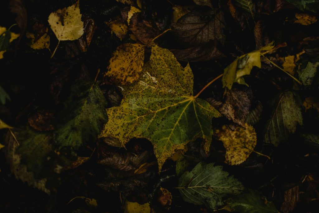 The Rise of Alternative Lending in Estonia: How Bondora and Bigbank Are Changing the Game - Empresas de empréstimo na Estônia